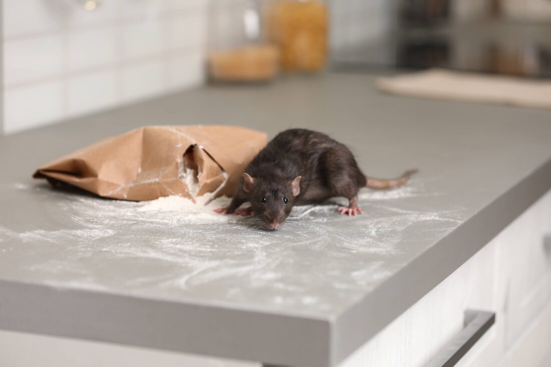 stel voor pak vasteland Verschil tussen rat en muis: welke heb je in huis?